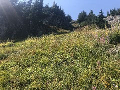 Maple Heather Trail, WA